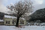 銀杏雪景色２-155.jpg