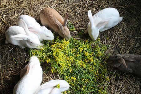 ウサギ：イタリアン菜花ー450.jpg